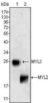 Western Blot: Myosin Light Chain 2 Antibody (7C9)BSA Free [NBP1-28871]