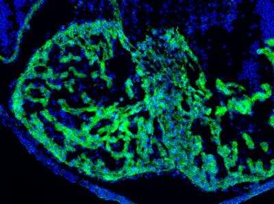 Immunohistochemistry-Frozen: Myosin Light Chain 2 Antibody [NBP1-85541]