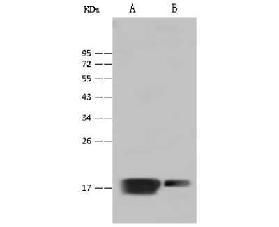 Western Blot: Myosin Light Chain 2 Antibody [NBP2-99552]