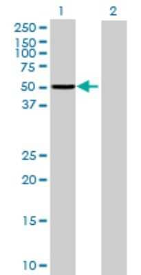 Western Blot: Myosin Phosphatase 2 Antibody [H00004660-B01P]