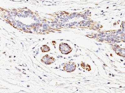 Immunohistochemistry-Paraffin: Myosin heavy chain 11 Antibody (MYH11/923) - IHC-Prediluted [NBP2-48149]