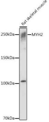 Western Blot: Myosin heavy chain 2 AntibodyAzide and BSA Free [NBP2-94624]