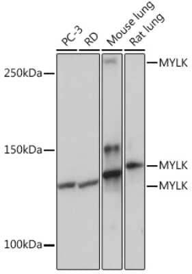 Western Blot: Myosin light chain kinase Antibody (1J2U2) [NBP3-16282]