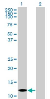 Western Blot: Myotrophin Antibody [H00136319-B01P]