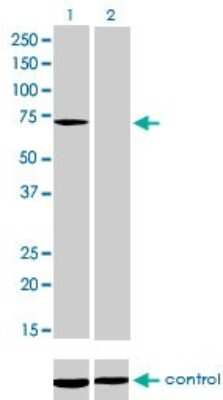 Western Blot: Myotubularin Antibody (1C10) [H00004534-M01]
