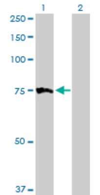 Western Blot: Myotubularin Antibody [H00004534-D01P]