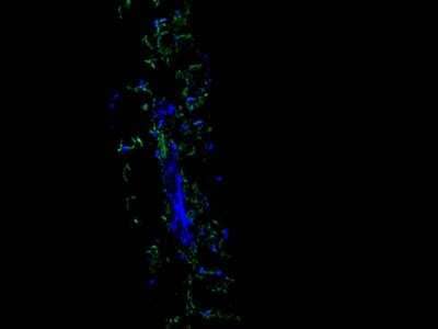 Immunocytochemistry/ Immunofluorescence: Myrosinase 2 Antibody (6H1) [NBP2-89159]