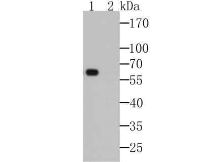 Western Blot: Myrosinase 2 Antibody (6H1) [NBP2-89159]