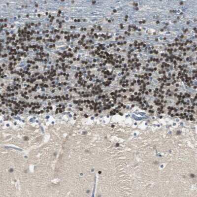 Immunohistochemistry-Paraffin: Myt1 Antibody [NBP1-81021]