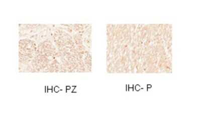 Immunohistochemistry-Paraffin: Myt1 Antibody [NBP2-87873]
