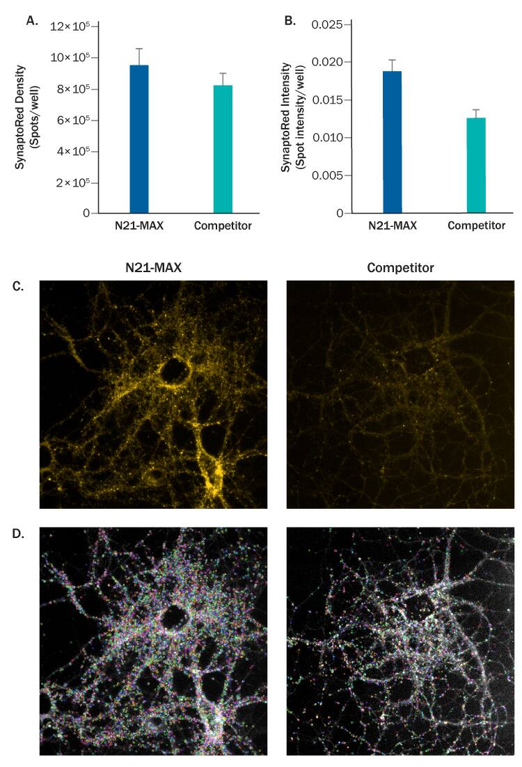 N21-MAX Media Supplement Enhances Synaptic Development.
