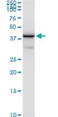 Western Blot: N-Acetyl-D-Glucosamine Kinase/NAGK Antibody (1H8) [H00055577-M05]