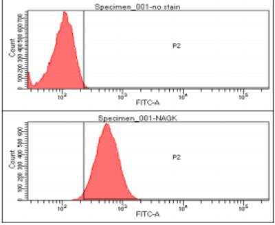 Flow Cytometry: N-Acetyl-D-Glucosamine Kinase/NAGK Antibody (4D12) - BSA Free [NBP2-22554]