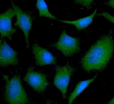 Immunocytochemistry/ Immunofluorescence: N-Acetyl-D-Glucosamine Kinase/NAGK Antibody (4D12) - BSA Free [NBP2-22554]