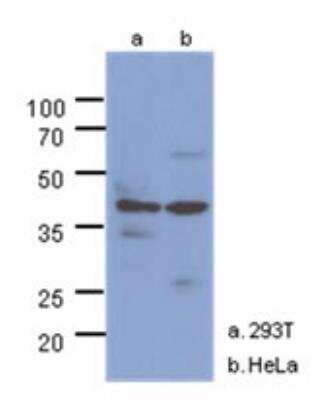 Western Blot: N-Acetyl-D-Glucosamine Kinase/NAGK Antibody (4D12)BSA Free [NBP2-22554]