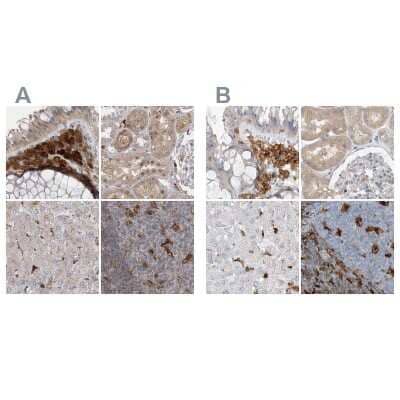 Immunohistochemistry-Paraffin: N-Acetyl-D-Glucosamine Kinase/NAGK Antibody [NBP1-89750]