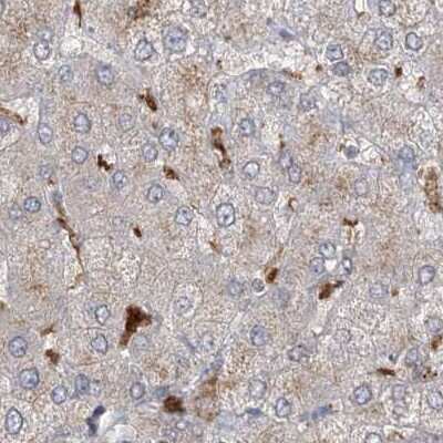 Immunohistochemistry-Paraffin: N-Acetyl-D-Glucosamine Kinase/NAGK Antibody [NBP1-89750]