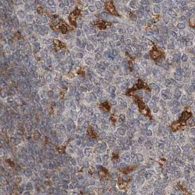 Immunohistochemistry-Paraffin: N-Acetyl-D-Glucosamine Kinase/NAGK Antibody [NBP1-89750]