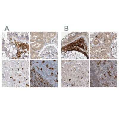 Immunohistochemistry-Paraffin: N-Acetyl-D-Glucosamine Kinase/NAGK Antibody [NBP2-38240]