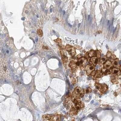 Immunohistochemistry-Paraffin: N-Acetyl-D-Glucosamine Kinase/NAGK Antibody [NBP2-38240]