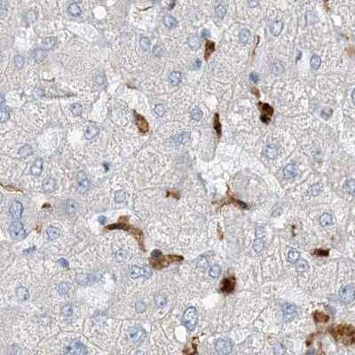 Immunohistochemistry-Paraffin: N-Acetyl-D-Glucosamine Kinase/NAGK Antibody [NBP2-38240]