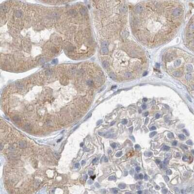 Immunohistochemistry-Paraffin: N-Acetyl-D-Glucosamine Kinase/NAGK Antibody [NBP2-38240]
