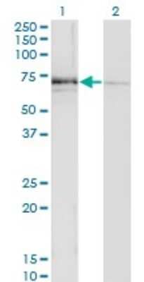 Western Blot: N-Acetylglucosaminyltransferase III/MGAT3 Antibody (1C9) [H00004248-M02]