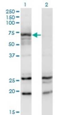 Western Blot: N-Acetylglucosaminyltransferase III/MGAT3 Antibody (2G4) [H00004248-M01]