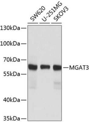 Western Blot: N-Acetylglucosaminyltransferase III/MGAT3 AntibodyBSA Free [NBP2-93814]