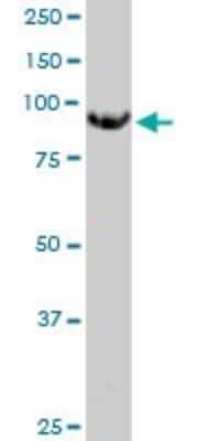 Western Blot: N-Acetylglucosaminyltransferase V/MGAT5 Antibody (3E9) [H00004249-M09]