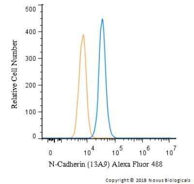 Flow Cytometry: N-Cadherin Antibody (13A9) - Azide and BSA Free [NBP2-80868]