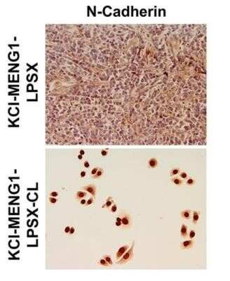 Immunocytochemistry: N-Cadherin Antibody (13A9) - Azide and BSA Free [NBP2-80868]