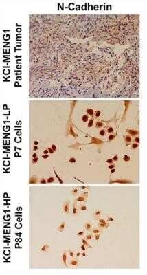 Immunocytochemistry: N-Cadherin Antibody (13A9) - Azide and BSA Free [NBP2-80868]