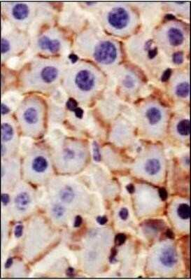 Immunohistochemistry: N-Cadherin Antibody (13A9) - Azide and BSA Free [NBP2-80868]