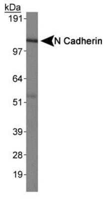 Western Blot: N-Cadherin Antibody (13A9)Azide and BSA Free [NBP2-80868]