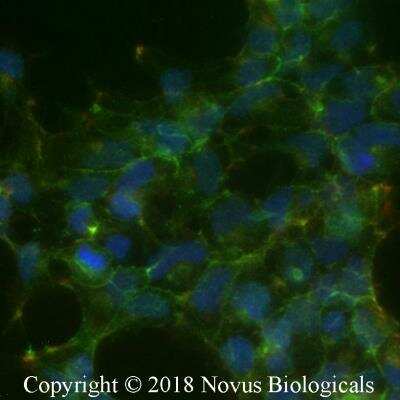 Immunocytochemistry/ Immunofluorescence: N-Cadherin Antibody (13A9) [NBP1-48309]