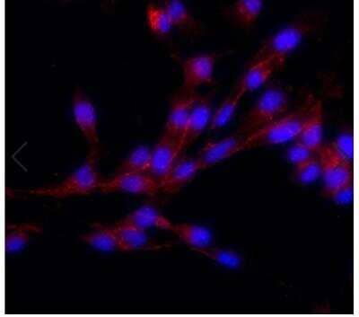 Immunocytochemistry/ Immunofluorescence: N-Cadherin Antibody (13A9) [NBP1-48309]