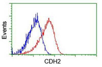 Flow Cytometry: N-Cadherin Antibody (OTI2G7) [NBP2-01498]