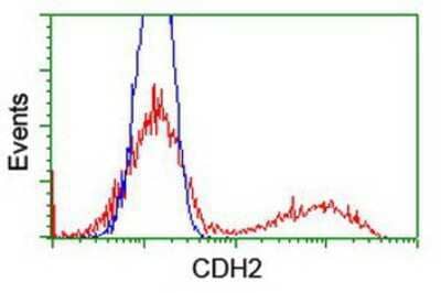 Flow Cytometry: N-Cadherin Antibody (OTI2G7) [NBP2-01498]