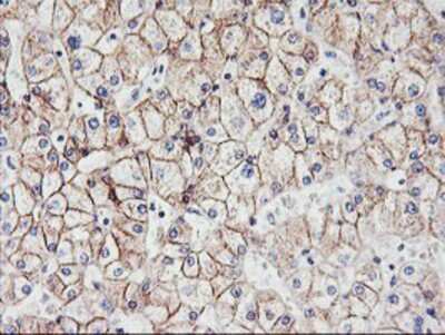 Immunohistochemistry-Paraffin: N-Cadherin Antibody (OTI2G7) [NBP2-01498]