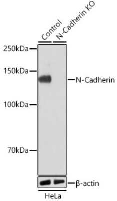 Knockout Validated: N-Cadherin Antibody (6F9G8) [NBP3-15654]