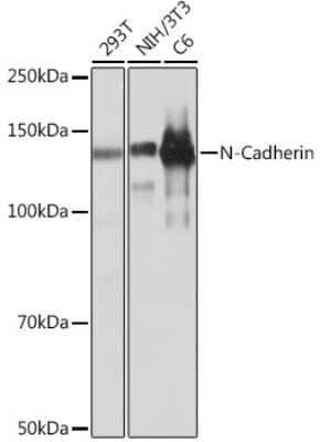 Western Blot: N-Cadherin Antibody (6F9G8) [NBP3-15654]