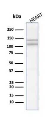 Western Blot: N-Cadherin Antibody (8C11)Azide and BSA Free [NBP2-54523]