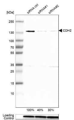 Knockdown Validated: N-Cadherin Antibody (CL3716) [NBP2-61632]