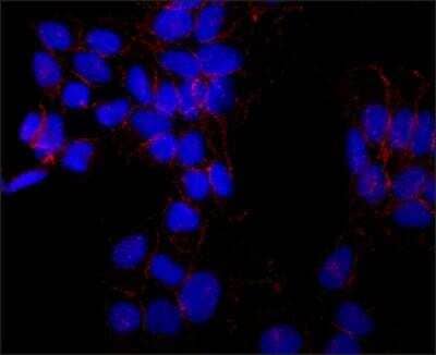 Immunocytochemistry/ Immunofluorescence: N-Cadherin Antibody (GC-4) [NBP2-21805]