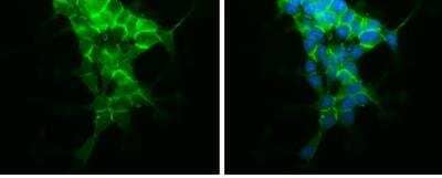 Immunocytochemistry/ Immunofluorescence: N-Cadherin Antibody [NBP2-19457]