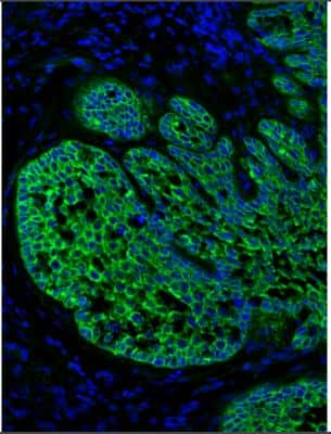 Immunohistochemistry-Paraffin: pan Cadherin Antibody [NB200-592]