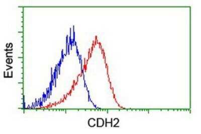 Flow Cytometry: N-Cadherin Antibody (OTI2G7) - Azide and BSA Free [NBP2-72891]