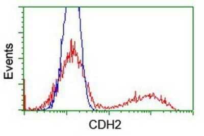 Flow Cytometry: N-Cadherin Antibody (OTI2G7) - Azide and BSA Free [NBP2-72891]