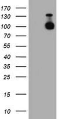 Western Blot: N-Cadherin Antibody (OTI2G7)Azide and BSA Free [NBP2-72891]